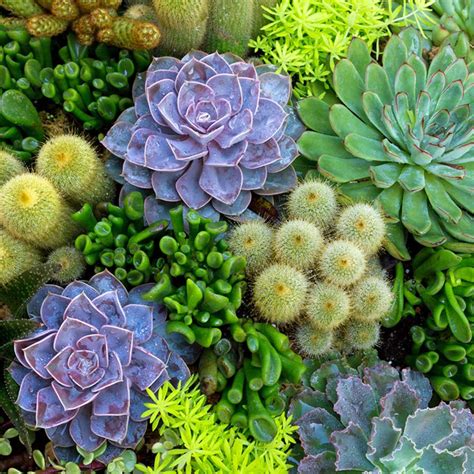 tips  planting succulents outdoors  family handyman