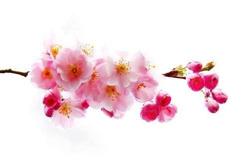 japanese pink foto bild pflanzen pilze flechten blueten