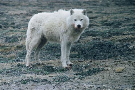arctic wolf canis lupus arctos showing long shaggy coat blocky body  short ears