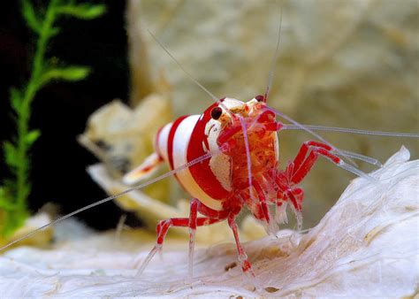 freshwater shrimp species aquarium shrimp types info aquariadise