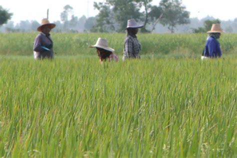 chai nat farmers ask government to help white rice growers