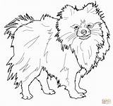Pomeranian Coloring Pages Dog Puppy Outline Drawing Printable Chihuahua Color Book Dogs Print Newfoundland Koirat Väritystehtäviä Koirarodut Pienet Bing Sheets sketch template