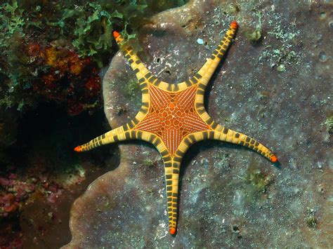orange  yellow starfish   rocks