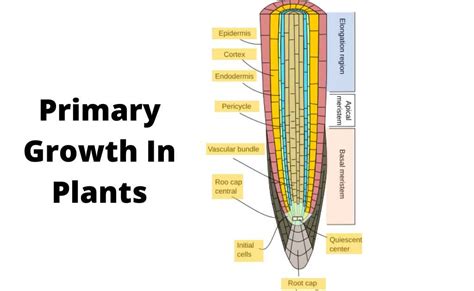primary  secondary growth  plants