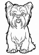 Yorkshire Terrier Tzu Shih Yorkie Puppy Cachorro Colorir Ausmalbilder Dessin Apso Lhasa Colorier Sentado Chiens Galet Coloriage sketch template