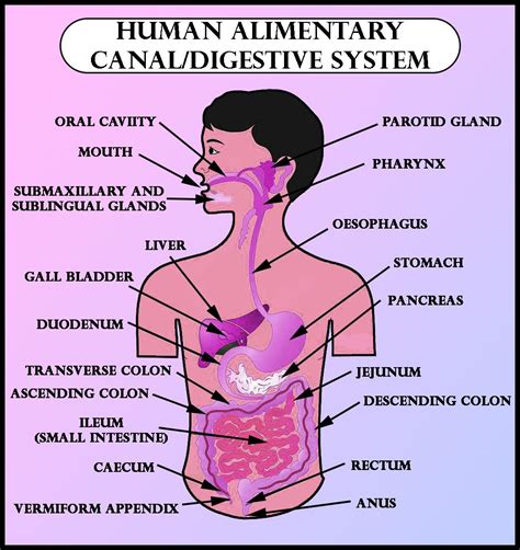 draw  labelled diagram   human digestive system class biology cbse sexiz pix