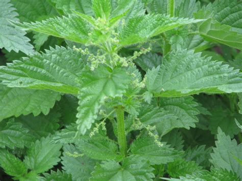 nettle infusion nettle tea  relieve stress