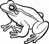 Frog Clipart Drawing Tree Transparent Coqui Toad Outline Amphibian Frogs Green Line Vector Cute Graphics Svg Drawings Collection Pluspng Getdrawings sketch template