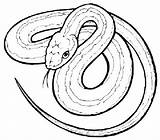 Garter Coloring Snakes sketch template