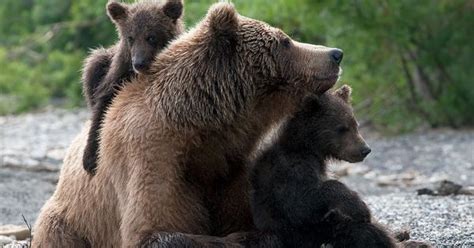 cute bears cuddling mother brown bear cuddling     cubs
