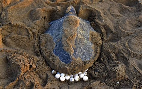 huge sea turtles slowly coming   brink  extinction nbc news