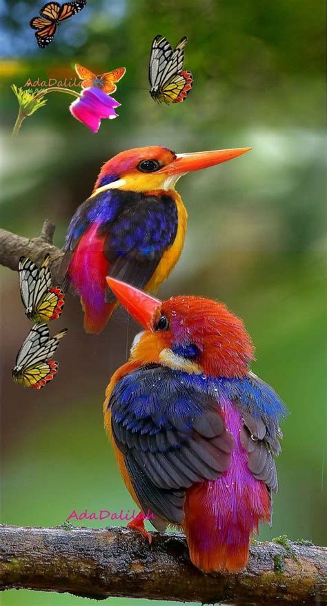 pearl rare birds exotic birds colorful birds exotic animals colorful animals  beautiful