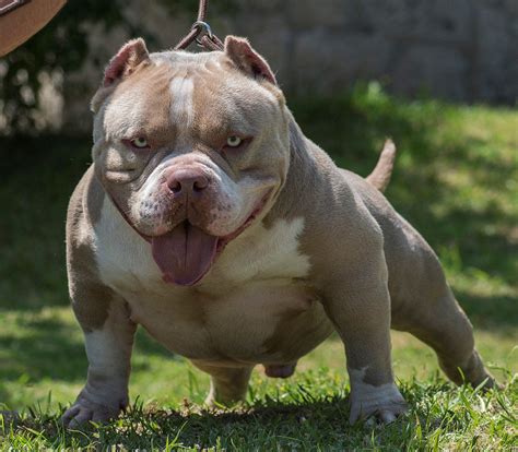 american bully complete guide facts animal corner