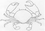 Draw Crab Pencil Easy Drawings Drawing Sketches Basic Coloring sketch template