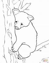 Orso Cucciolo Disegno Stampare Cub Disegnare sketch template