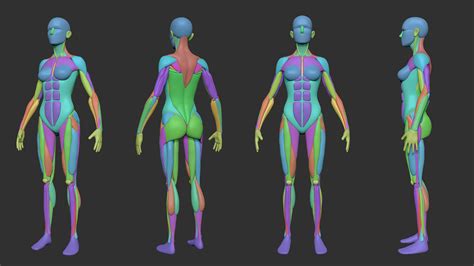 Artstation Simplified Anatomy Basemesh 3 Pack Resources