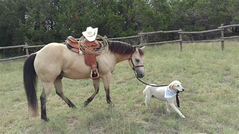 dog rides  horse jukin media