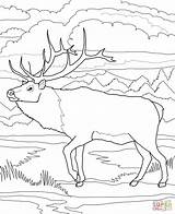 Caribou Woodland Supercoloring Reindeer Reno sketch template