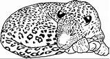 Leopard Coloringhome Leopards sketch template