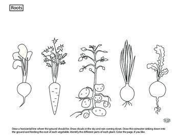 plant parts roots parts   plant roots drawing flower drawing