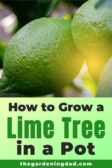 How To Grow Lime Trees In Pots 10 Easy Tips Potted Trees Lime Tree