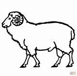 Sheep Coloring Ram Drawing Outline Pages Printable Lamb Head Simple Cute Cow Drawings Supercoloring Kids Online Realistic Face Color Domestic sketch template