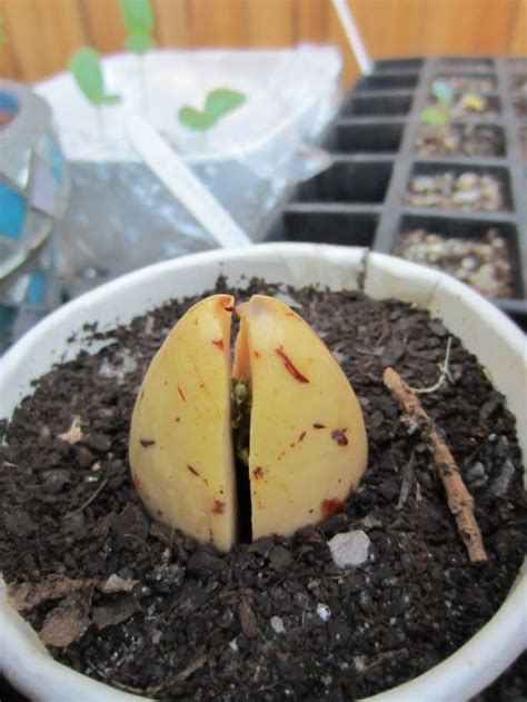 Growing Avocados From Seed Ground To Ground
