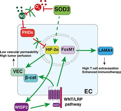 Frontiers Extracellular Superoxide Dismutase The Endothelial