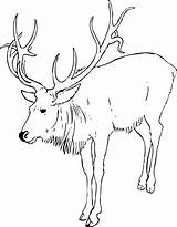 Stag Coloring Designlooter Xmas 1969px Colouring Reindeer Christmas Book sketch template
