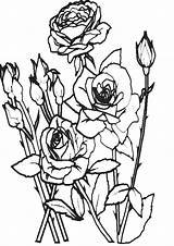 Ausmalbilder Blumen Malvorlagen Malvorlage sketch template