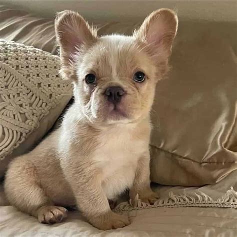 fluffy frenchie        unusual pup