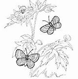 Butterflies Surfnetkids Coloring sketch template