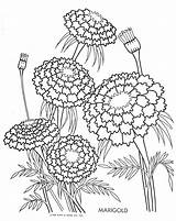 Marigold Coloring Flower Drawing Pages Flowers Sketch Outline Drawings Color Marigolds Colouring Munk Brod 1951 Easy Fritzi Platt Columns Illustrator sketch template