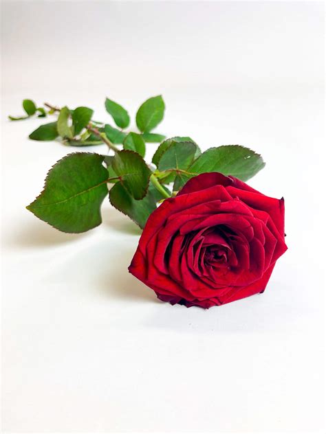 rode roos  stuk  bestellen philippo rozen