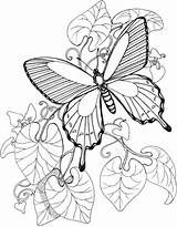 Butterfly Coloring Printable Garden Butterflies Visitar Flying Cartoons Select Crafts Category sketch template