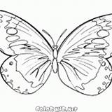 Borboleta Papillon Motyl Colorear Aire Mariposa Vuela Outono Voa Farfalla Vola Airs Vole Locie Kolorowanka Destroyer Intelligent Farfalle Powietrzu Leci sketch template