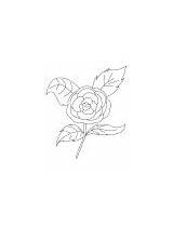 Coloring Camellia Rose Pages Flowers sketch template