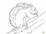 Squirrel Coloring Pages Tree Grey Eastern Printable Drawing Flying Preschool Squirrels Line Clipart Getdrawings Library Animal Color Monkey Popular sketch template