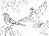 Sparrow Colorare Disegni Passeri Sparrows Vesper sketch template