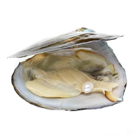 freshwater cultured pearl oyster  mm sold  pc fromoceancom