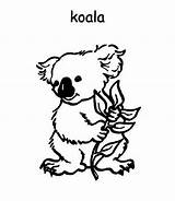Koala Coloring Pages Australia Colouring Cute Australian Baby Flag Geography Printable Bear Kidsplaycolor Drawing Getcolorings Kids Color Animal Print Map sketch template