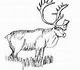 Coloring Pages Caribou Realistic Animal Color Elk Animals Printable Drawings Print Rocky Deer Bull Clipart Kids Mountain Adult Reindeer Line sketch template