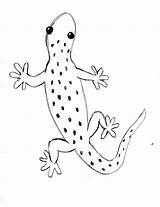 Gecko Lizard Drawing Simple Easy Draw Step Print Drawings Enjoyed Lesson Become Comment Pdf If When Save Lessons Paintingvalley Samanthasbell sketch template
