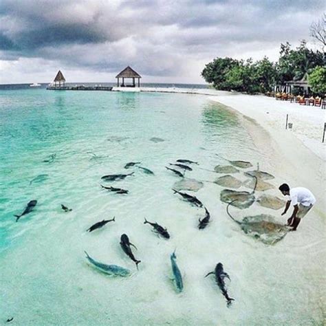 best 25 maldives weather ideas on pinterest the maldives maldives honeymoon and maldives travel