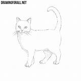 Cat Draw Drawingforall sketch template