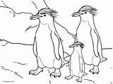 Coloring Pages Kids Penguin Printable sketch template