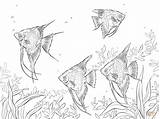 Coloring Freshwater Pages Fish Angelfishes Drawings Printable Water Supercoloring Drawing раскраска Choose Board Color Sea sketch template