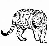 Tiger Coloring Pages Printable Kids Drawing Print Outline Line Paw Bengal Draw Sketch Clipartmag Paintingvalley Clipart Getdrawings Coloringme sketch template