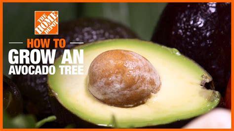 How To Plant And Grow Avocados In Your Garden Youtube
