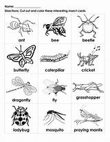 Insects Insect Handouts Cricket Learningprintable Vocabulary sketch template